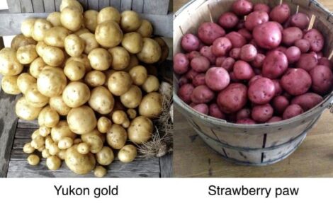 ‘Taters Gone Wild: 2 Bushels and Counting Image